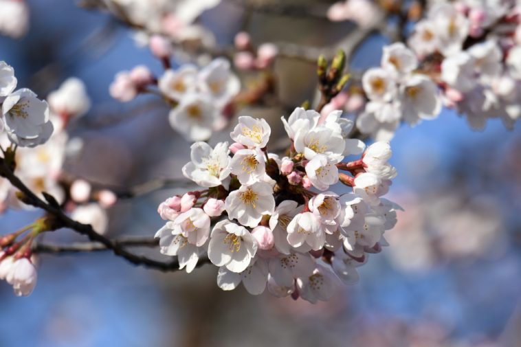 桜の季節は陽気上昇